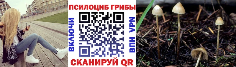 kraken как зайти  Минеральные Воды  Галлюциногенные грибы Psilocybe 